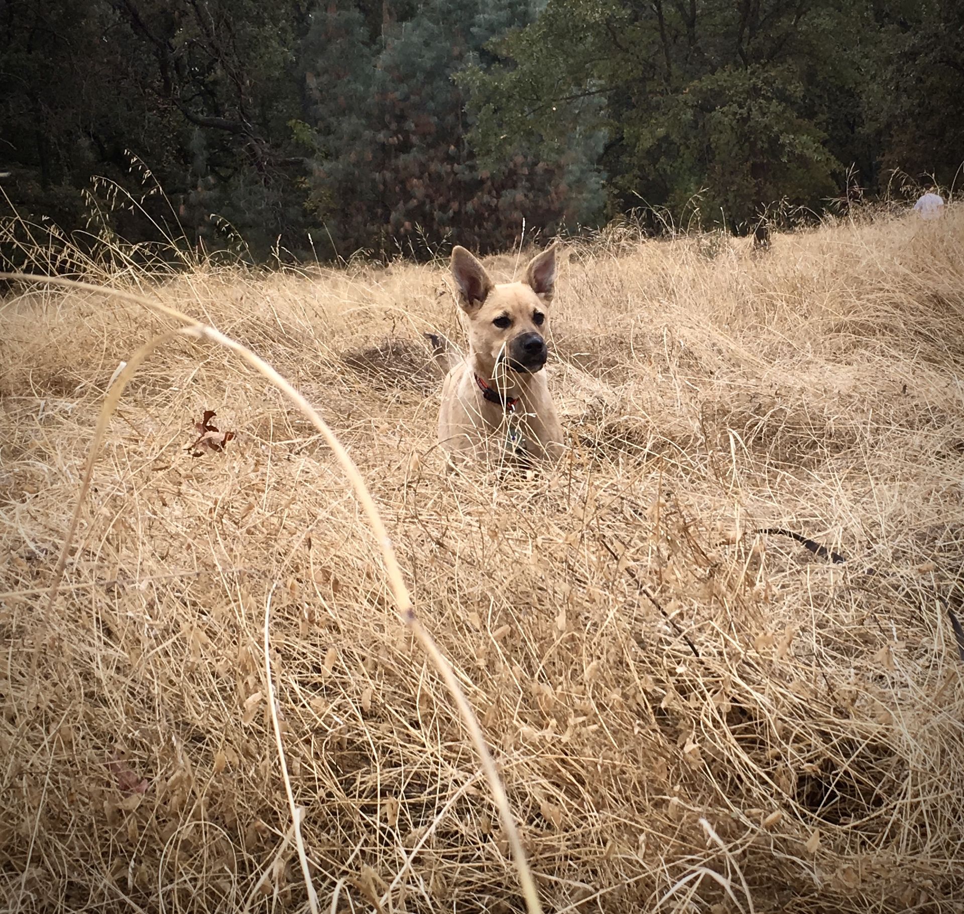 Posey standing in tall, dry grass