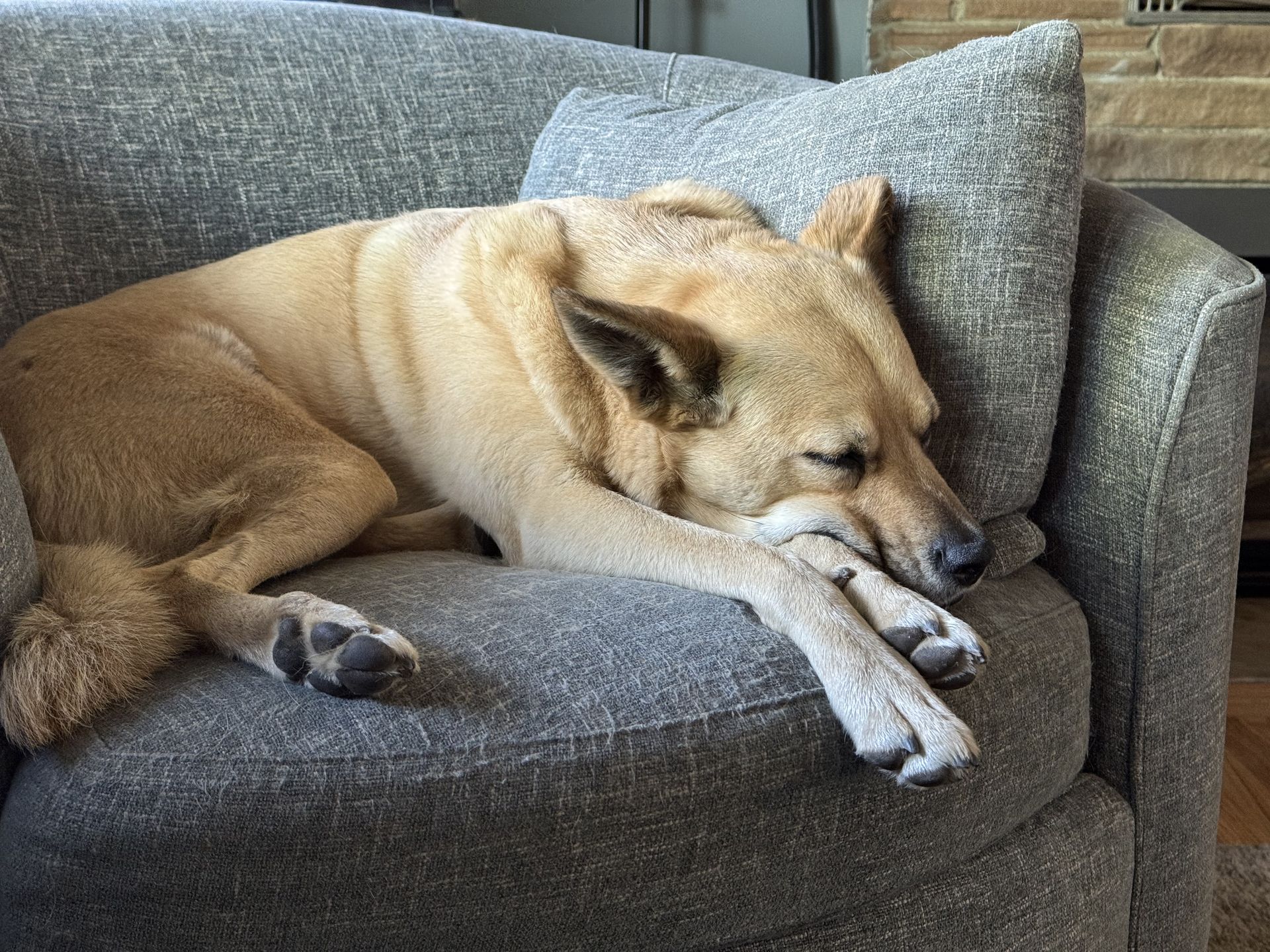 Posey napping on an armchair, head resting on crossed paws