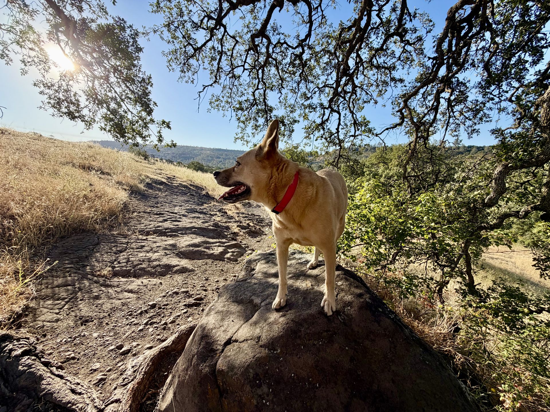 Posey panting on a sunlit rock beneath an oak tree