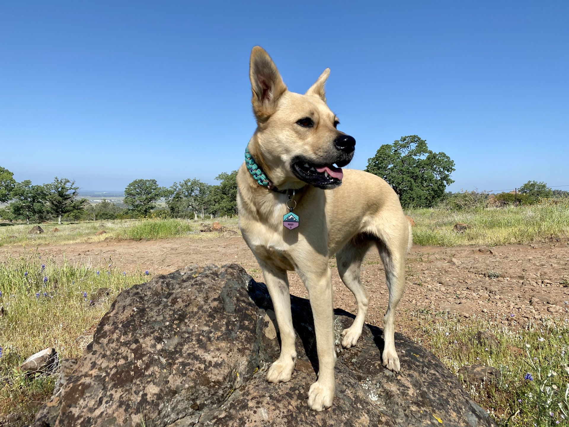 Posey standing on a rocky ridge overlooking a valley