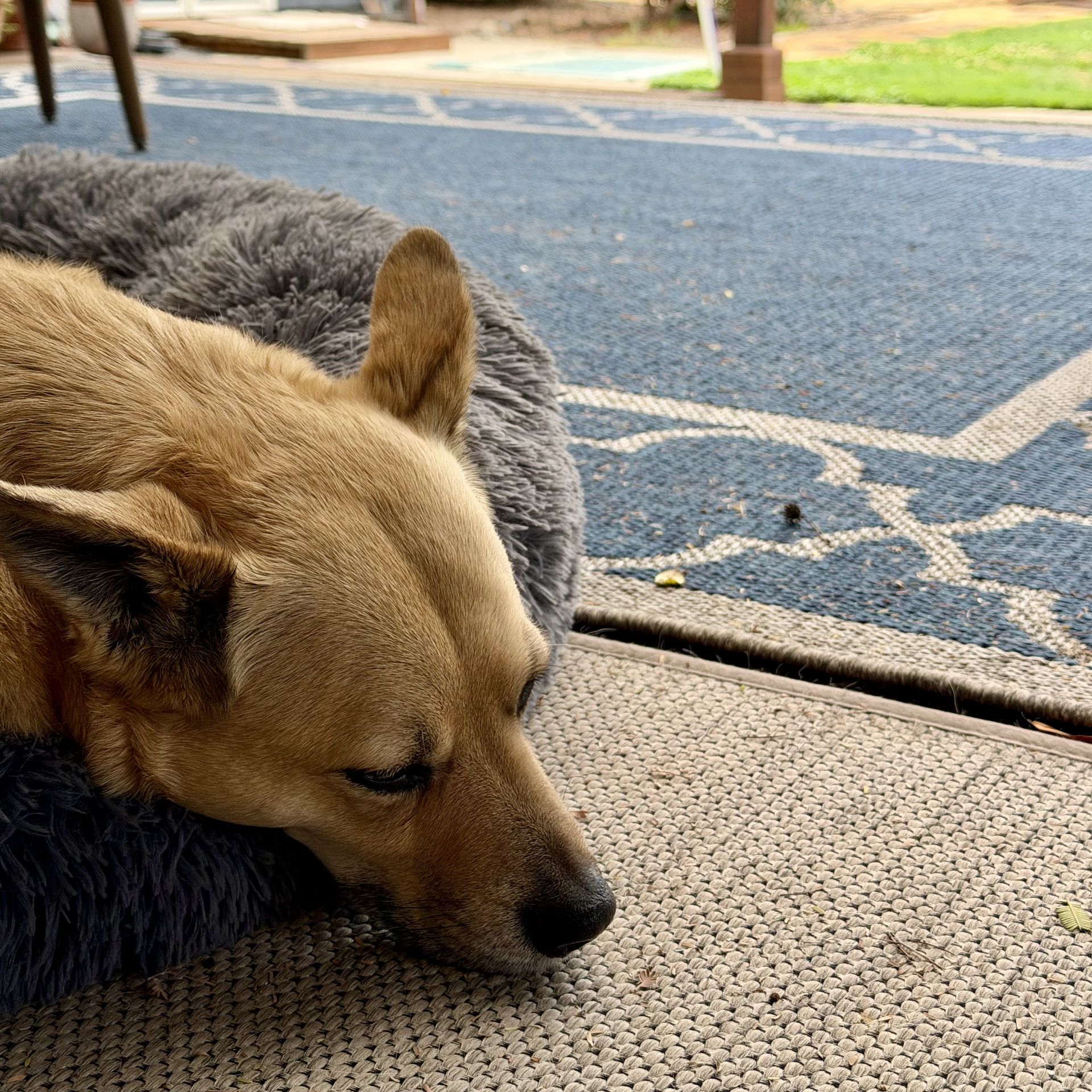 Posey resting head on a dog bed on the patio