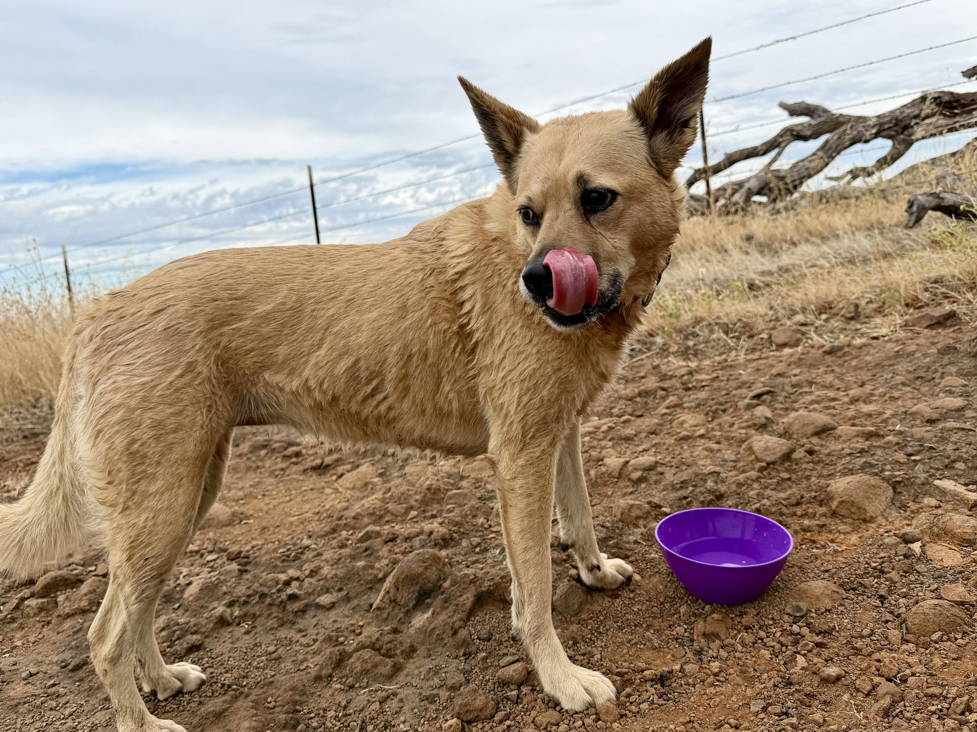 Posey mid-lick beside a purple water bowl on a hike