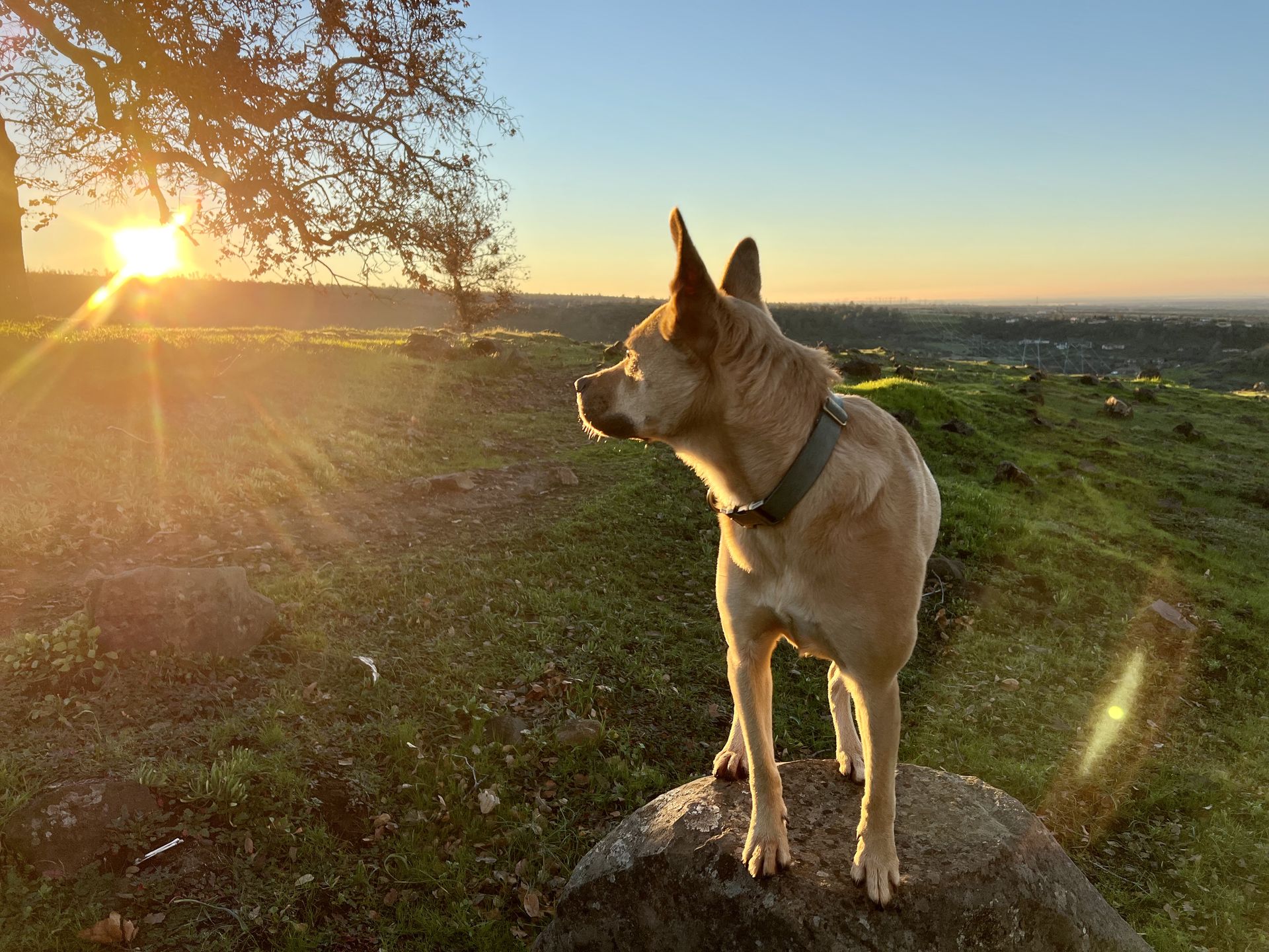 Posey silhouetted on a hillside at golden hour