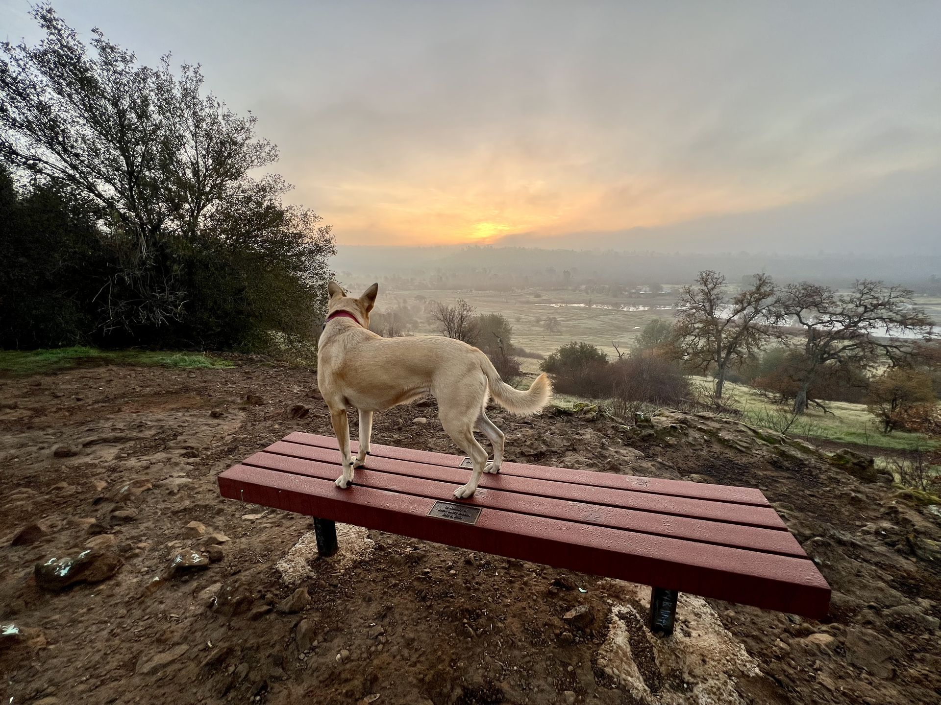 Posey balancing on a bench at sunset on Christmas Day