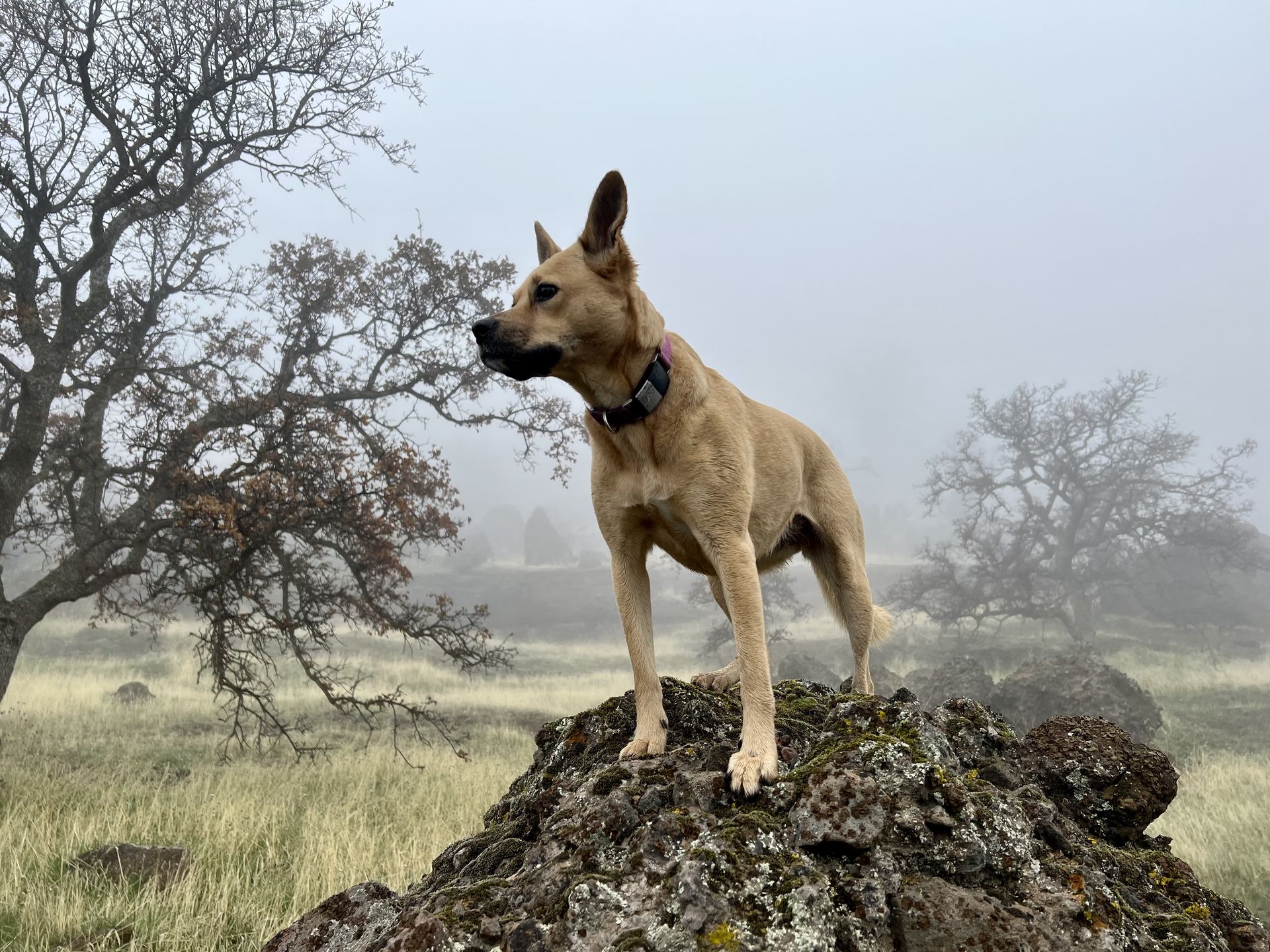 Posey on a rock beneath a misty oak tree