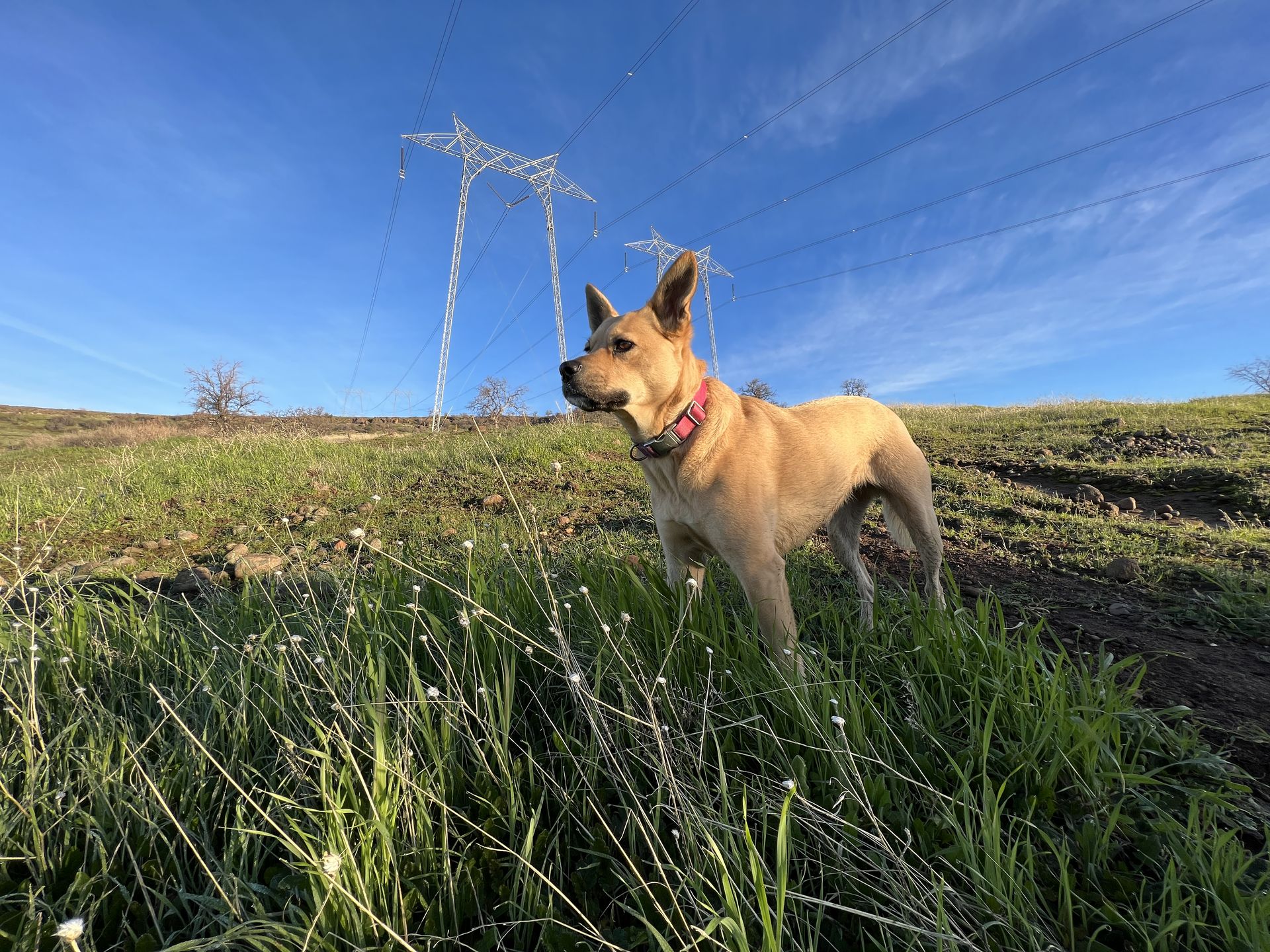 Posey on a grassy hilltop
