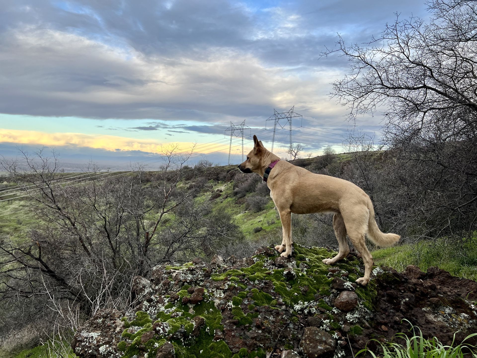 Posey silhouetted against a colorful winter sunset