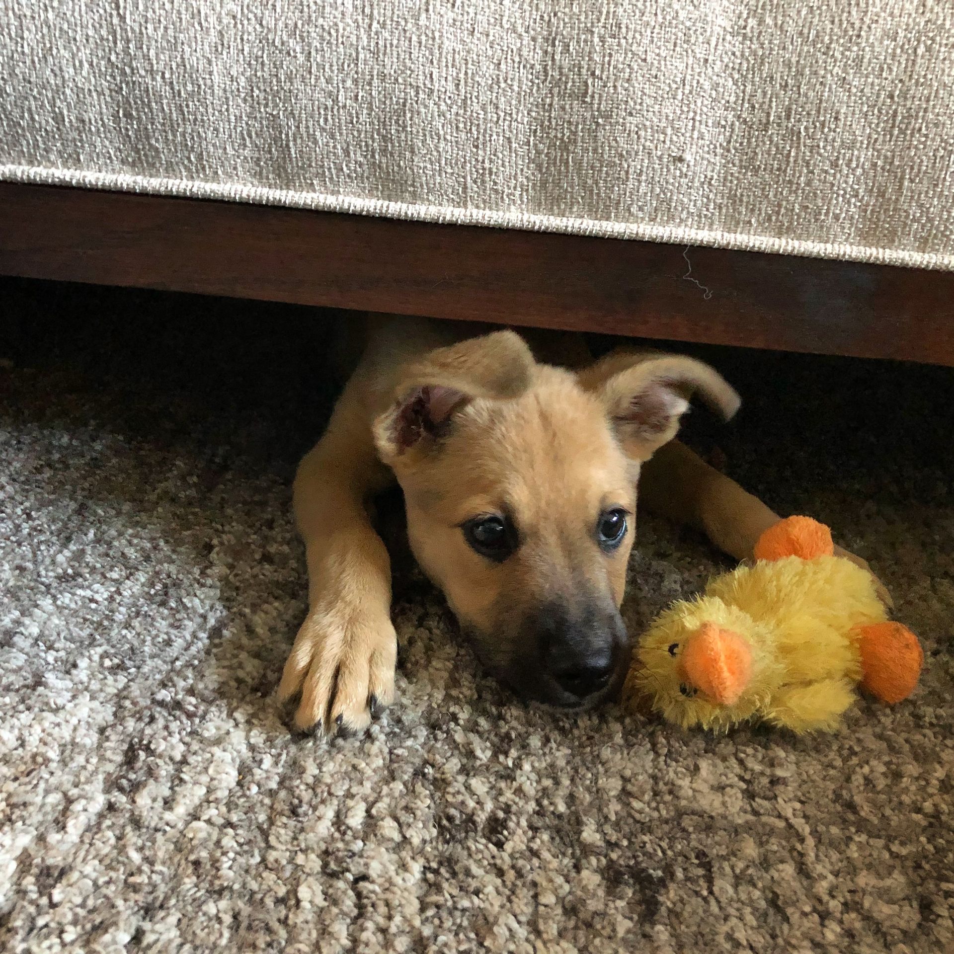 Puppy Posey curled up under a bench with a duck toy