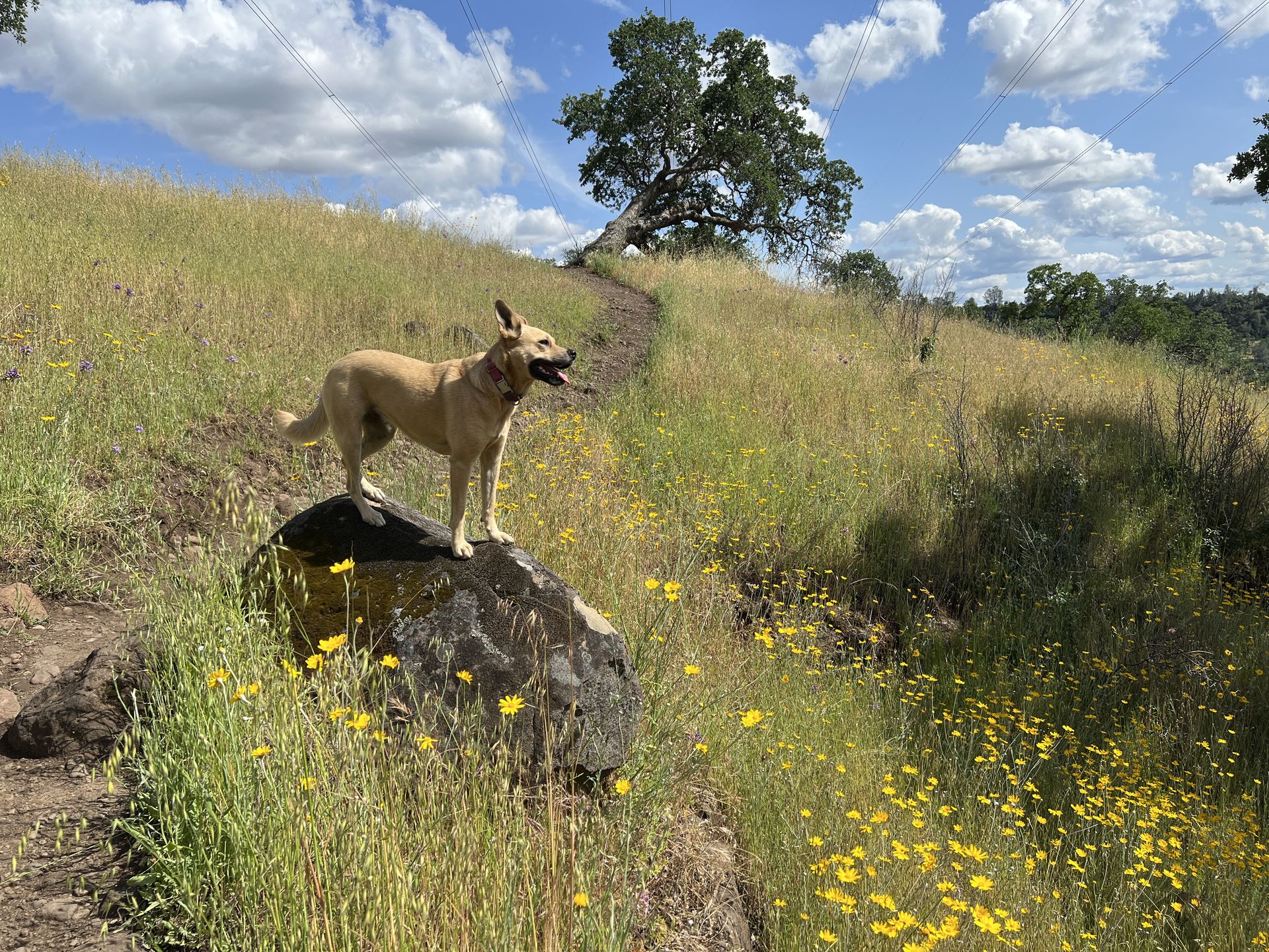 Posey on a rock along a wildflower-lined trail