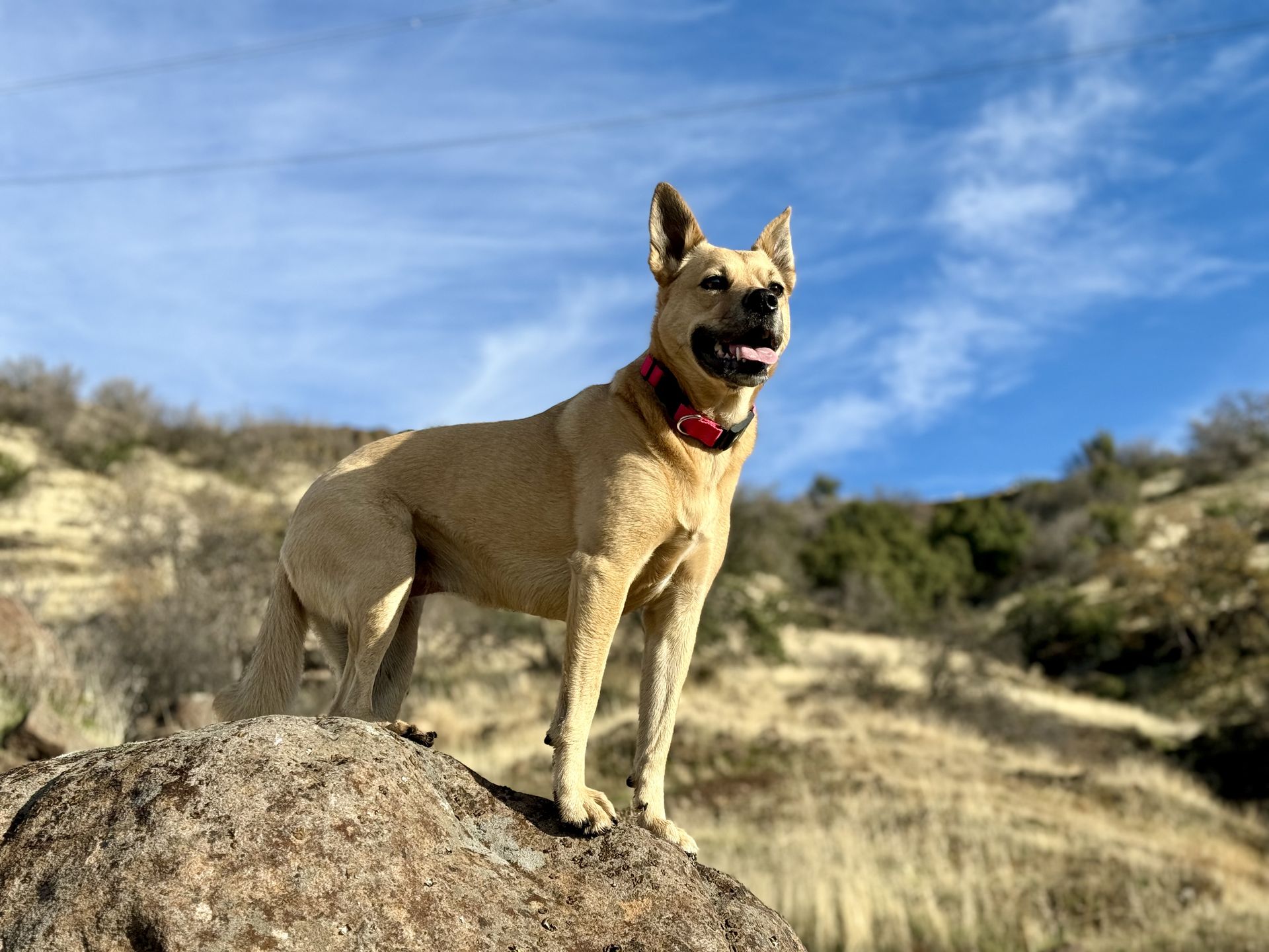 Posey standing watch on a rock outcrop